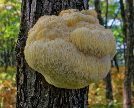 100% Natural Organic LION'S MANE MUSHROOM EXTRACT Diamond Shots (5) 3,000mg each